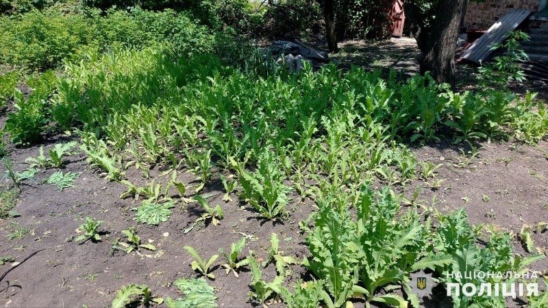 Поліцейські вилучили у мешканця Мирнограда майже 2 тисячі нарковмісних рослин