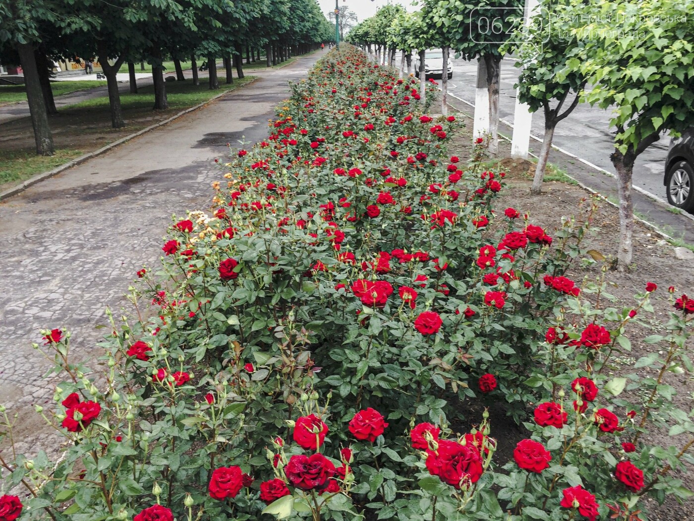 Фото озеленение города