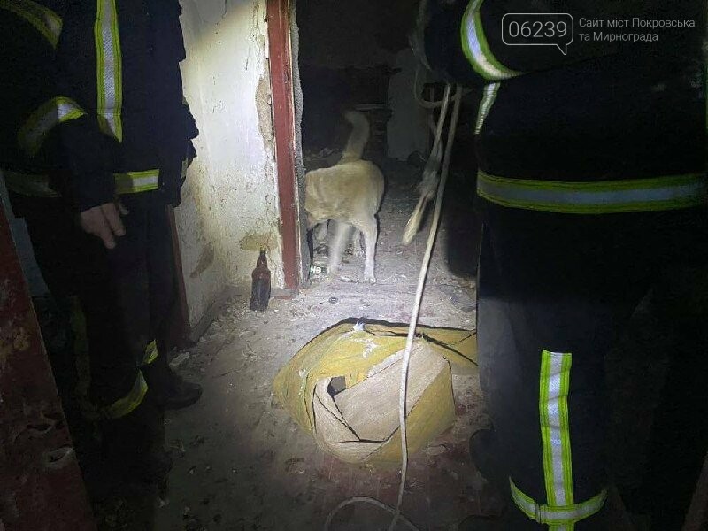 У Мирнограді бійці ДСНС врятували собаку, який провалився у льох, фото-2