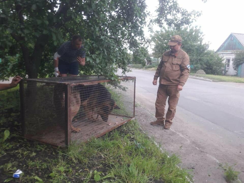 Муниципальная служба Покровска доставила в приют собаку, которая нападала на прохожих, фото-2