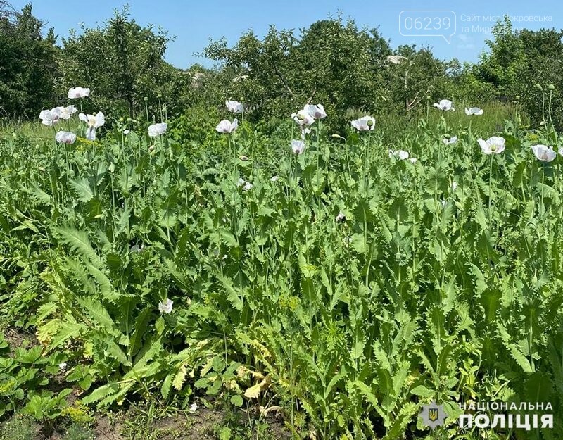 Мирноградські оперативники викрили місцевого наркоаграрія, фото-1