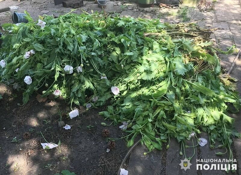 Мирноградські оперативники викрили місцевого наркоаграрія, фото-2