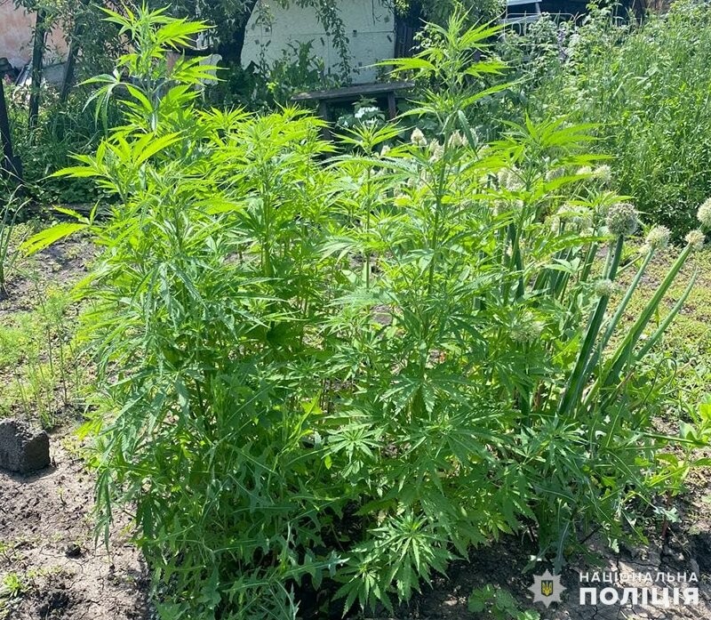Мирноградські оперативники викрили місцевого наркоаграрія, фото-7