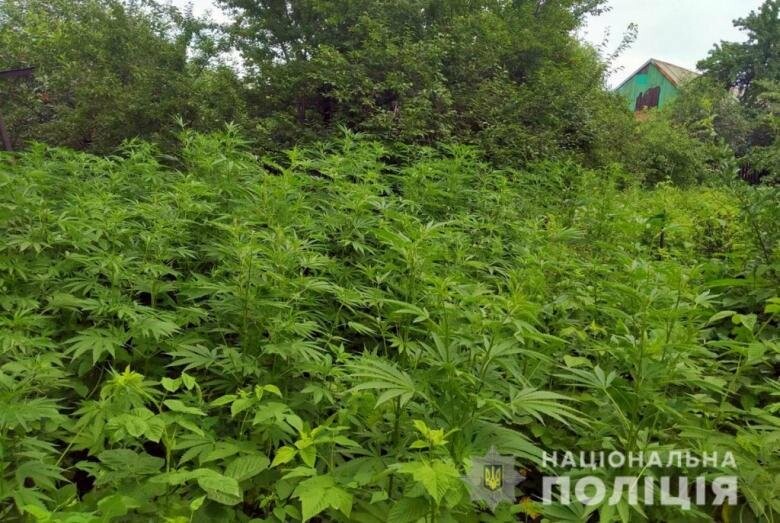 Какой мак запрещено выращивать на приусадебных участках фото