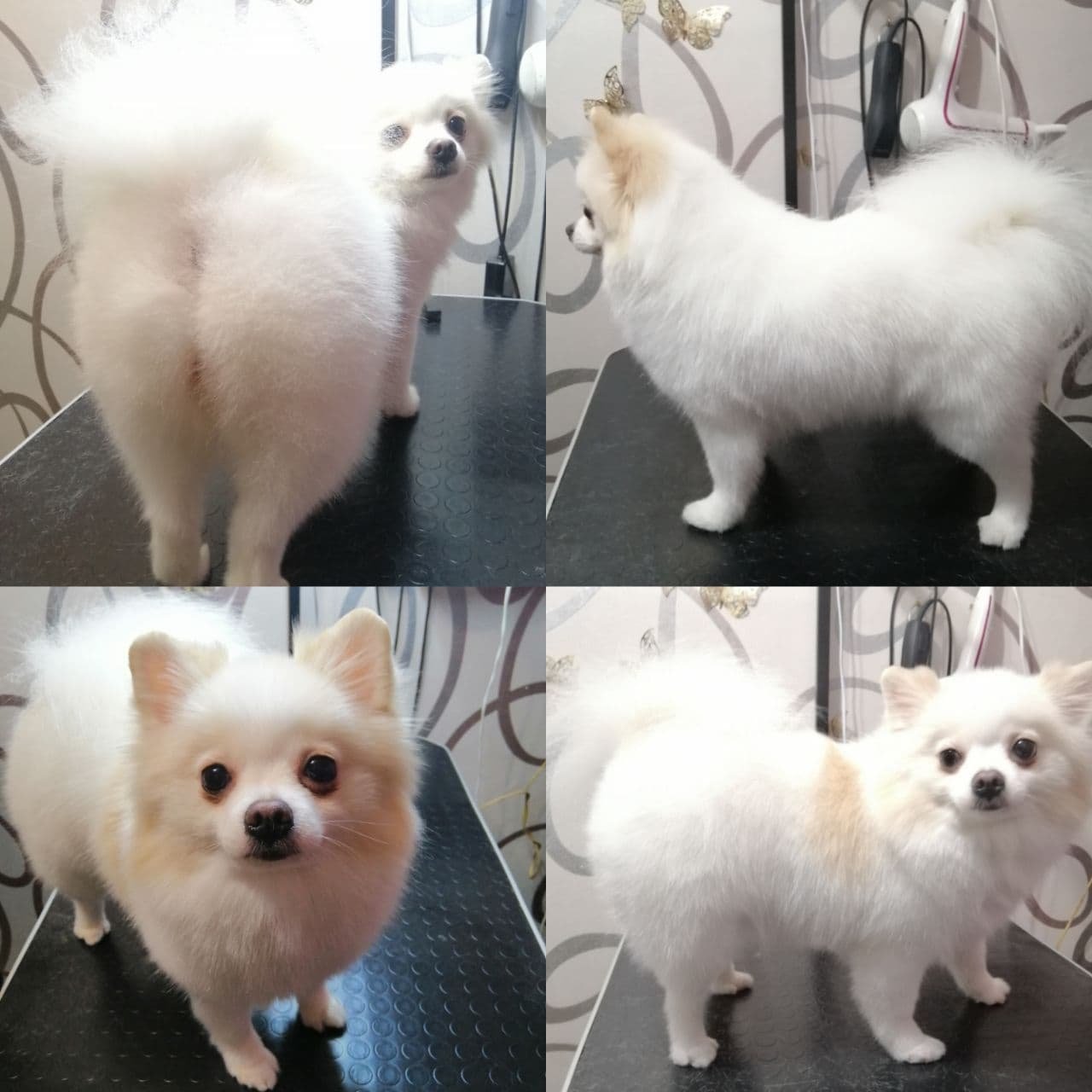 Доверьте уход за своим хвостатым Katty Pets grooming: рекомендуем всем, кто любит своих питомцев