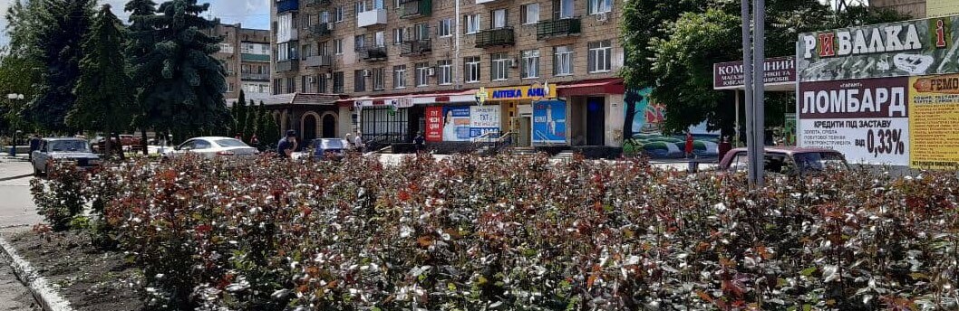 Уход за розами: в Покровске объединили усилия для эффективной работы 