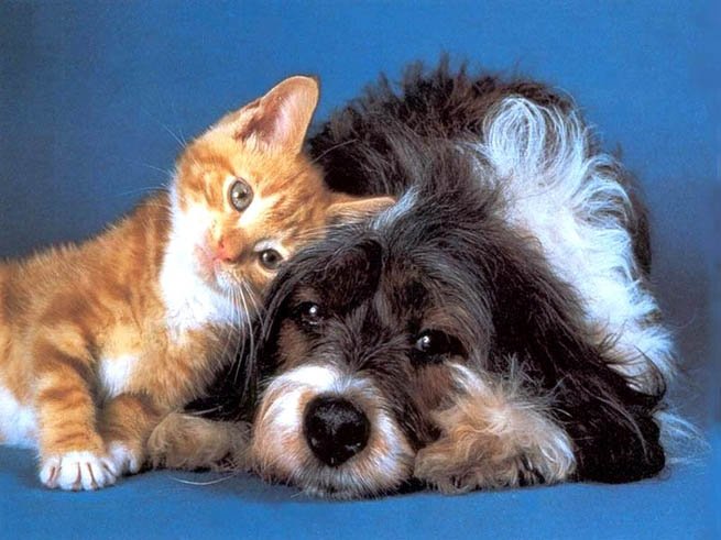 Animals_Dogs__001967_1